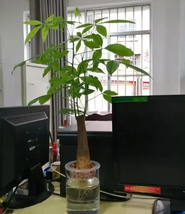 水耕發財樹怎麼養?只要你掌握這些「訣竅」,定會枝繁葉茂