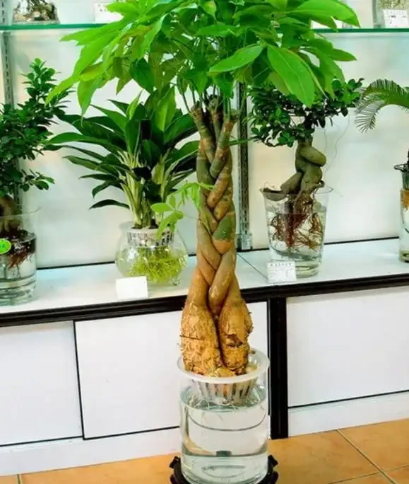 水耕發財樹怎麼養?只要你掌握這些「訣竅」,定會枝繁葉茂