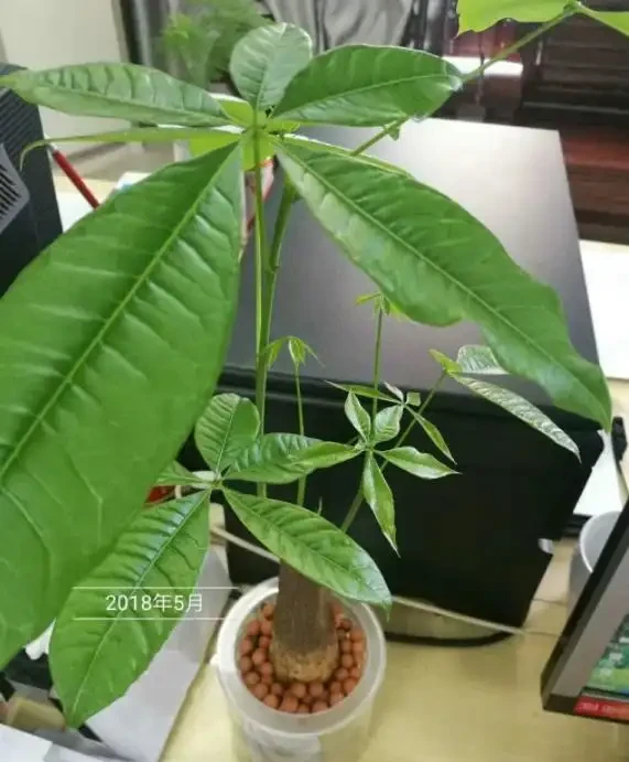 水耕發財樹怎麼養?只要你掌握這些「訣竅」,定會枝繁葉茂