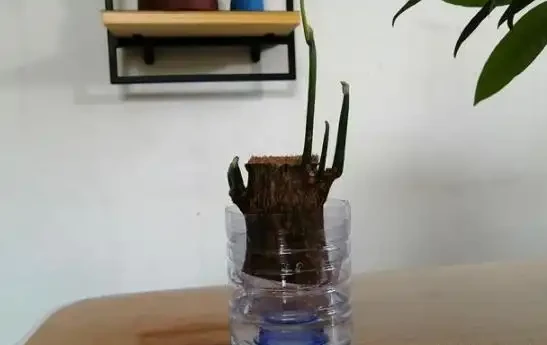 水耕發財樹怎麼養?只要你掌握這些「訣竅」,定會枝繁葉茂