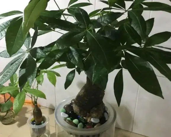 水耕發財樹怎麼養?只要你掌握這些「訣竅」,定會枝繁葉茂