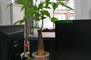 水耕發財樹怎麼養？只要你掌握這些「訣竅」，定會枝繁葉茂