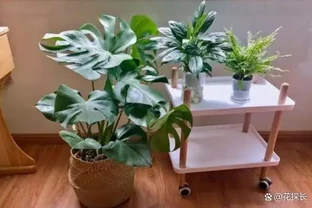 龜背芋如何養出「藝術感」？「解鎖」這些，葉美有趣，超治癒