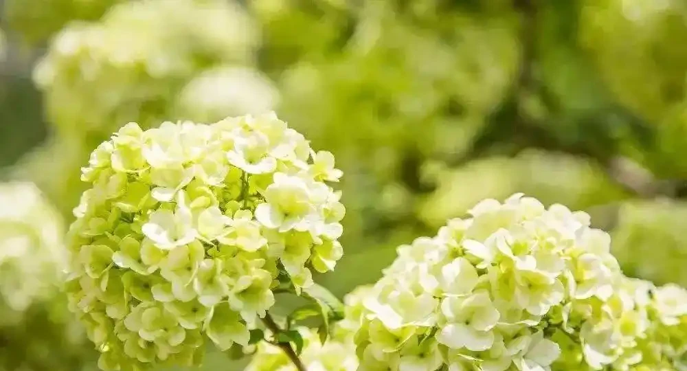 別在家裡亂擺盆景了,這些植物不利家庭風水!