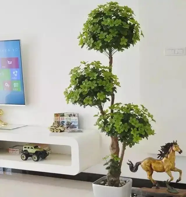 別在家裡亂擺盆景了,這些植物不利家庭風水!