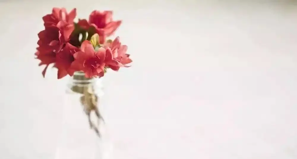 別在家裡亂擺盆景了,這些植物不利家庭風水!