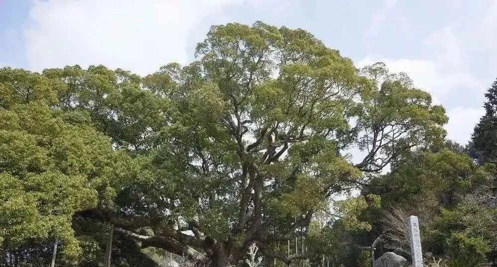 別在家裡亂擺盆景了,這些植物不利家庭風水!