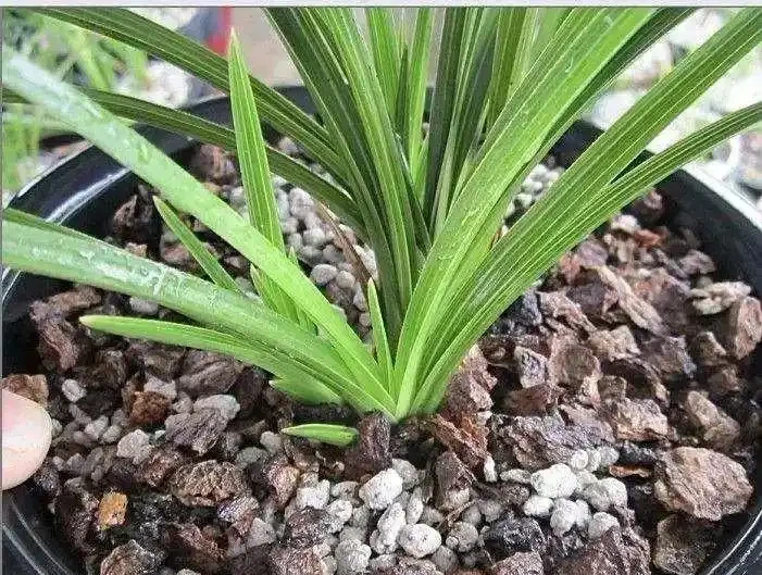春天剛買回家的蘭花,避開4個誤區,長得快,還能冒出許多新芽