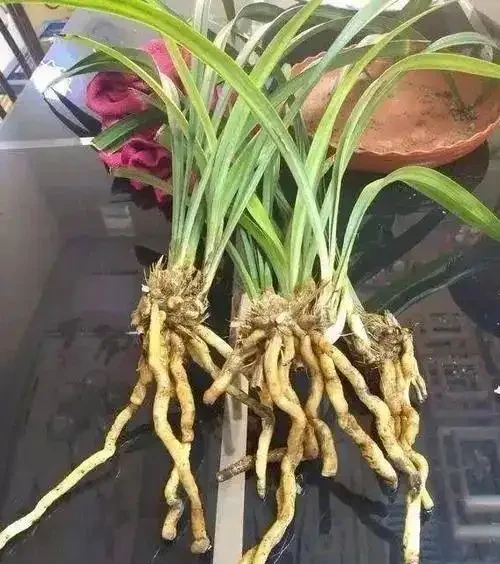 春天剛買回家的蘭花,避開4個誤區,長得快,還能冒出許多新芽
