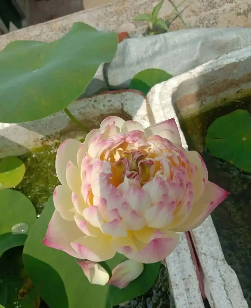 提前種上幾種耐熱耐曬的盆栽植物,今年一整年都會有花朵觀賞