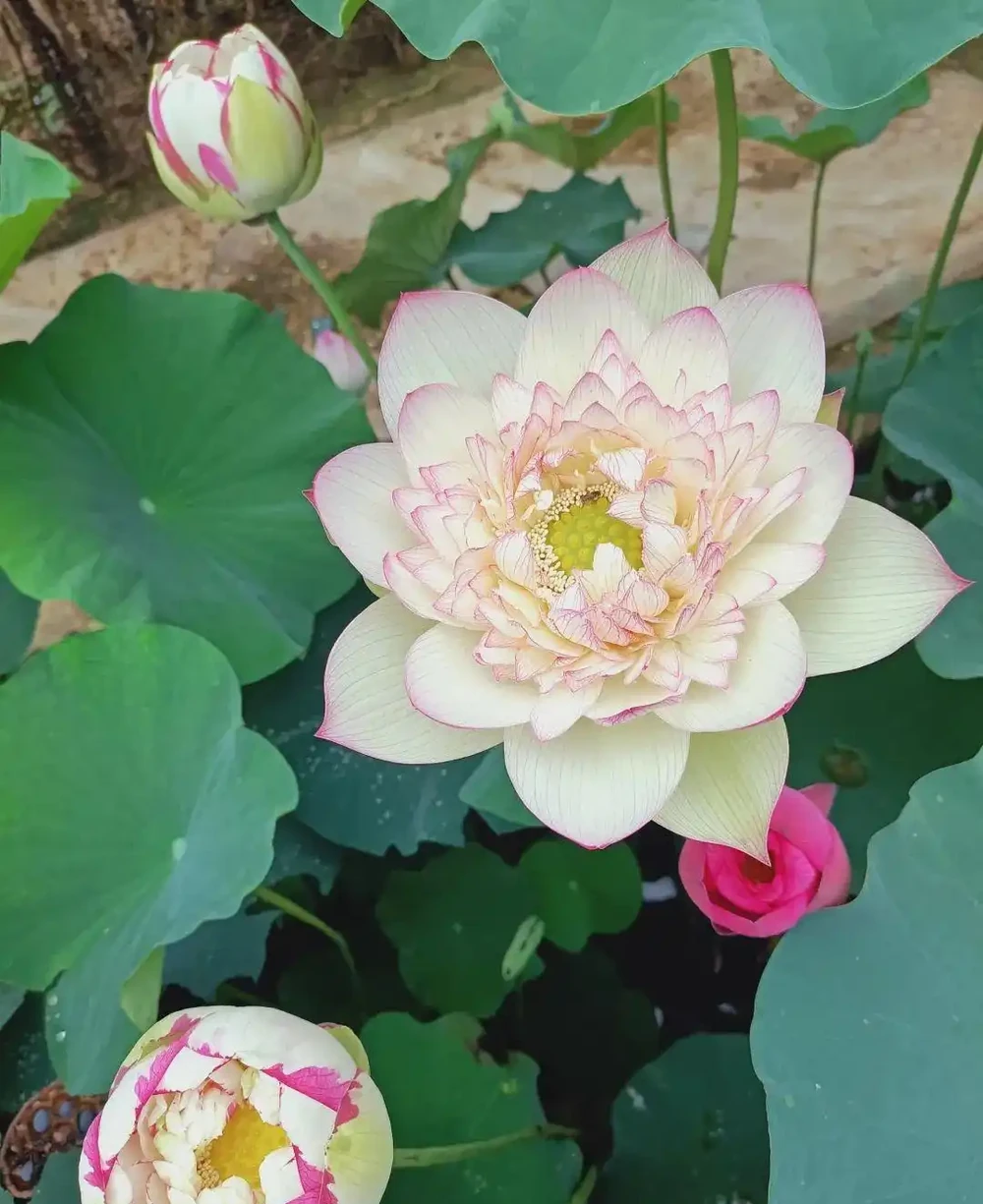 提前種上幾種耐熱耐曬的盆栽植物,今年一整年都會有花朵觀賞