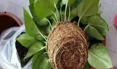 家庭養自吸盆黃金葛的方法和注意事項