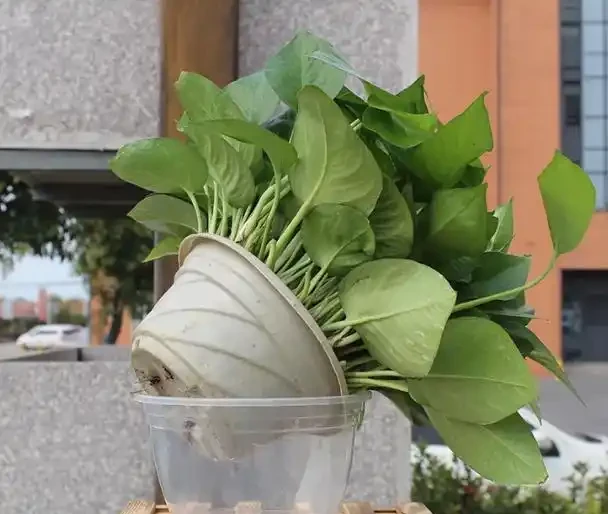 家庭養自吸盆黃金葛的方法和注意事項