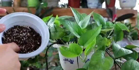 家庭養自吸盆黃金葛的方法和注意事項