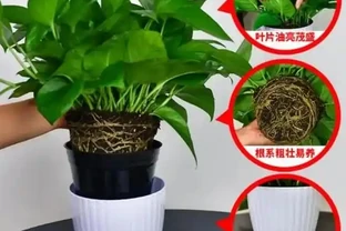 家庭養自吸盆黃金葛的方法和注意事項