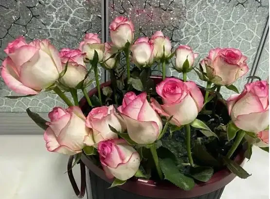 花店買的玫瑰花怎麼養才不會枯萎