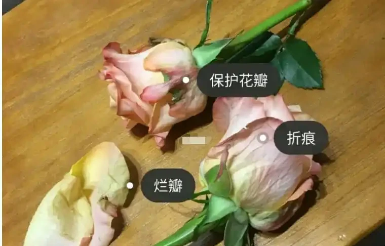 花店買的玫瑰花怎麼養才不會枯萎