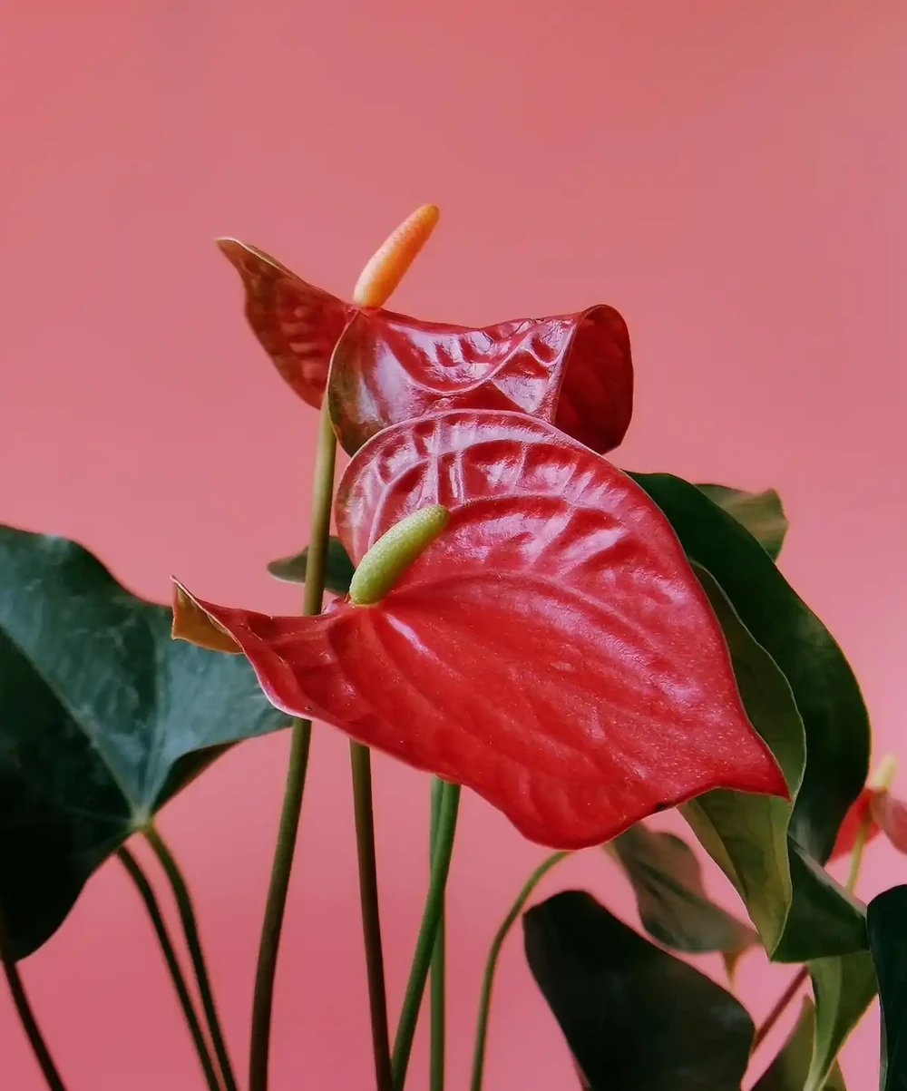 火鶴花葉子發黃是怎麼回事