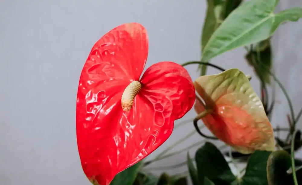 火鶴花葉子發黃是怎麼回事