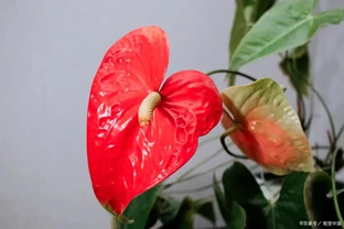 火鶴花葉子發黃是怎麼回事