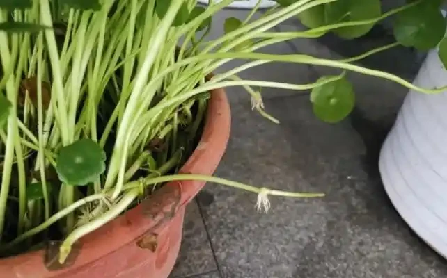 水耕銅錢草,葉子發黃怎麼辦?注意這些可改善,葉片翠亮生長旺