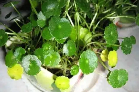 水耕銅錢草,葉子發黃怎麼辦?注意這些可改善,葉片翠亮生長旺
