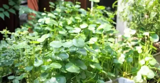 水耕銅錢草,葉子發黃怎麼辦?注意這些可改善,葉片翠亮生長旺