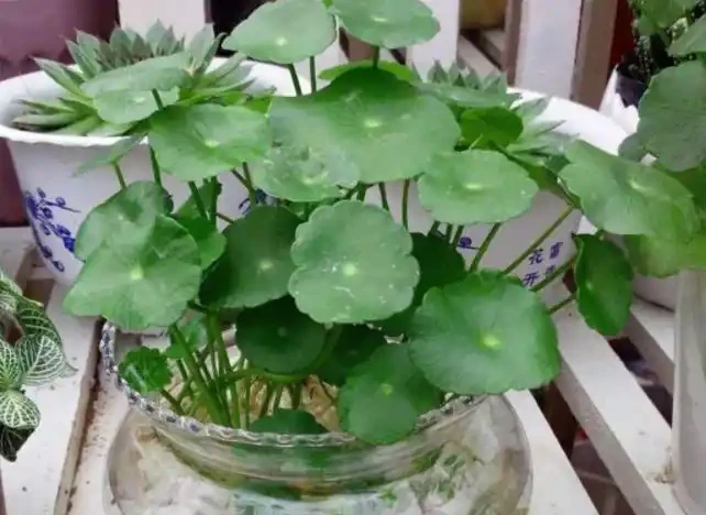 水耕銅錢草,葉子發黃怎麼辦?注意這些可改善,葉片翠亮生長旺