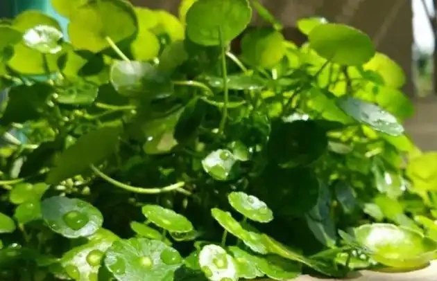 水耕銅錢草,葉子發黃怎麼辦?注意這些可改善,葉片翠亮生長旺