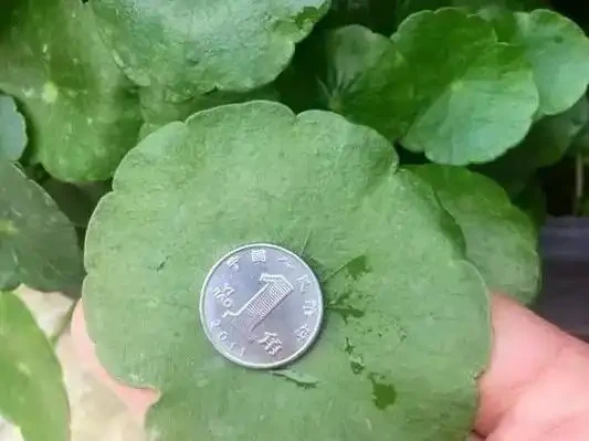 水耕銅錢草,葉子發黃怎麼辦?注意這些可改善,葉片翠亮生長旺