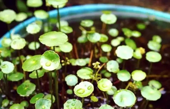 水耕銅錢草,葉子發黃怎麼辦?注意這些可改善,葉片翠亮生長旺