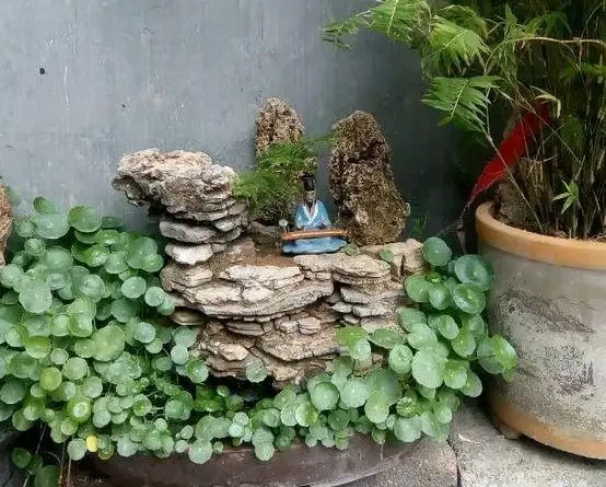 水耕銅錢草,葉子發黃怎麼辦?注意這些可改善,葉片翠亮生長旺