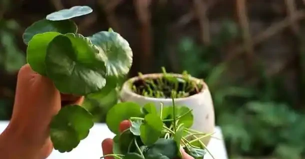 水耕銅錢草,葉子發黃怎麼辦?注意這些可改善,葉片翠亮生長旺