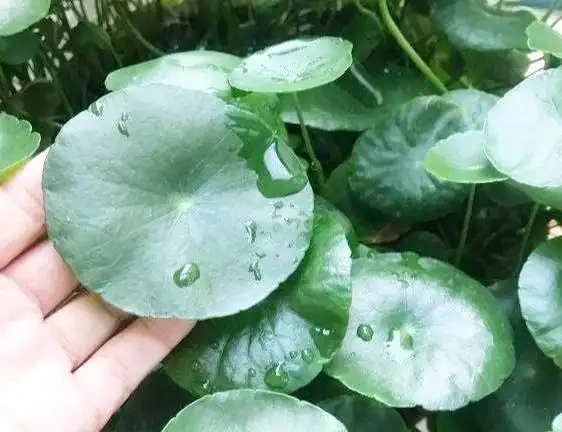 水耕銅錢草,葉子發黃怎麼辦?注意這些可改善,葉片翠亮生長旺