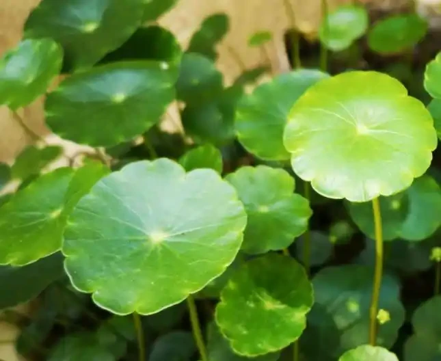水耕銅錢草,葉子發黃怎麼辦?注意這些可改善,葉片翠亮生長旺