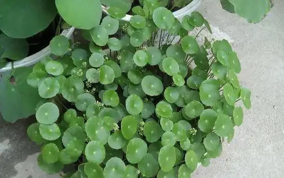 水耕銅錢草,葉子發黃怎麼辦?注意這些可改善,葉片翠亮生長旺