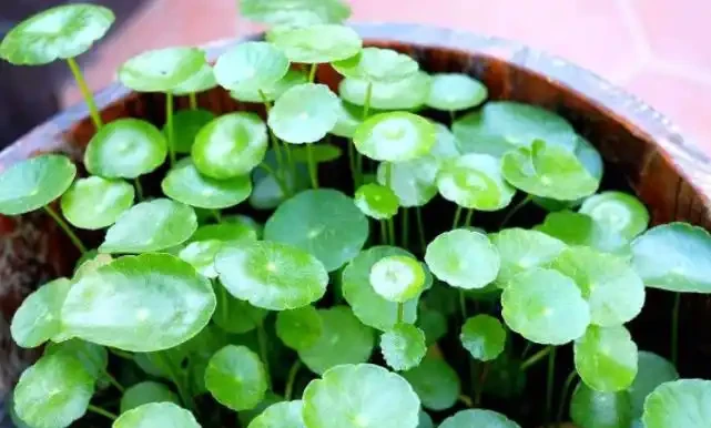 水耕銅錢草,葉子發黃怎麼辦?注意這些可改善,葉片翠亮生長旺