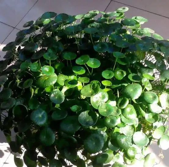 水耕銅錢草,葉子發黃怎麼辦?注意這些可改善,葉片翠亮生長旺