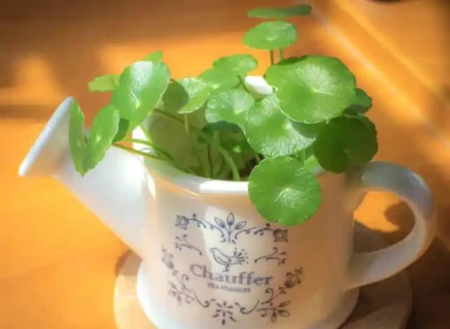 水耕銅錢草,葉子發黃怎麼辦?注意這些可改善,葉片翠亮生長旺