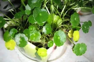 水耕銅錢草，葉子發黃怎麼辦？注意這些可改善，葉片翠亮生長旺