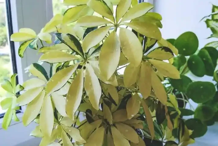 家裡養一盆它,就擁有了空氣加溼器,而且清新空氣,誰養誰喜歡!
