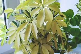 家裡養一盆它，就擁有了空氣加溼器，而且清新空氣，誰養誰喜歡！