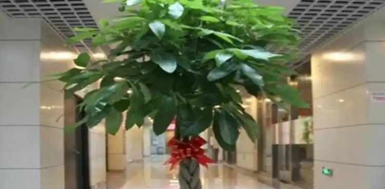 鵝掌藤又叫發財樹嗎