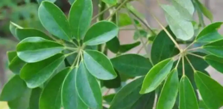 鵝掌藤又叫發財樹嗎