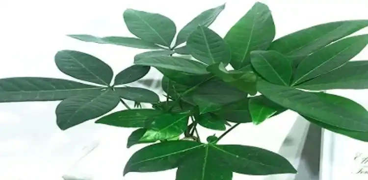 鵝掌藤又叫發財樹嗎