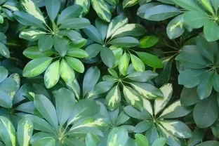 鵝掌藤又叫發財樹嗎