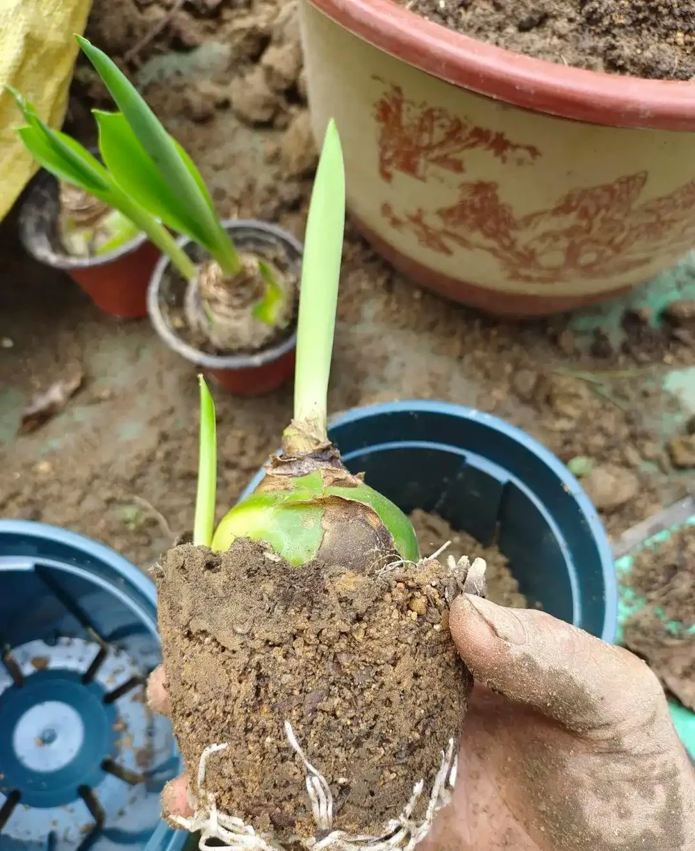 剛買的盆栽枝葉和花朵都蔫了，別急，一招就能恢復