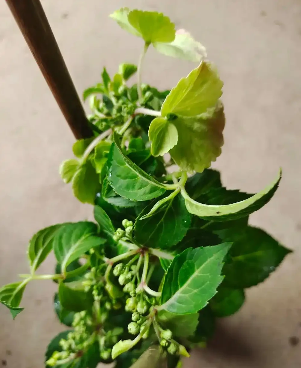 剛買的盆栽枝葉和花朵都蔫了，別急，一招就能恢復