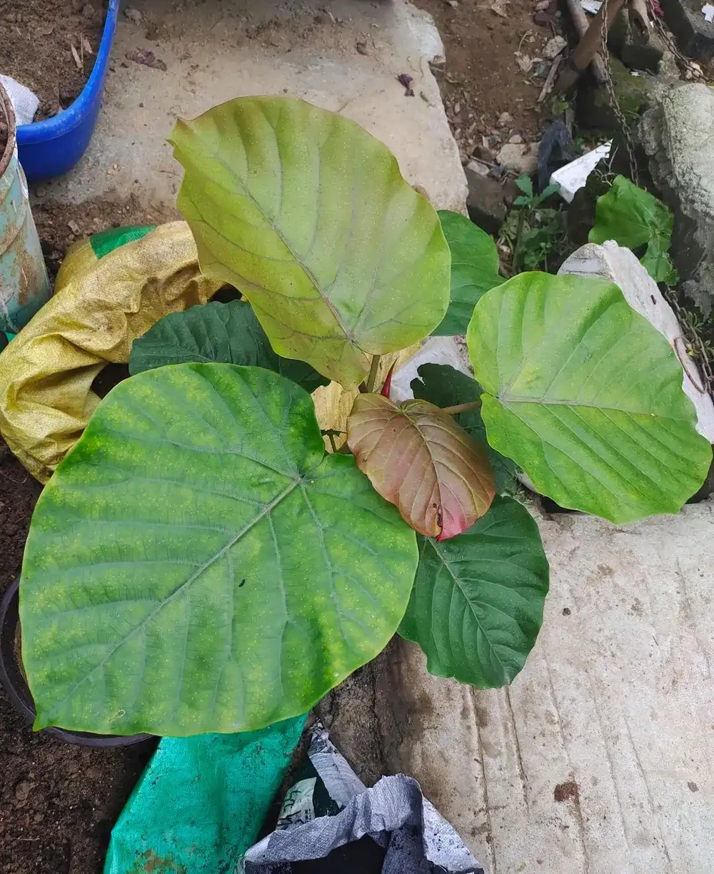 剛買的盆栽枝葉和花朵都蔫了，別急，一招就能恢復