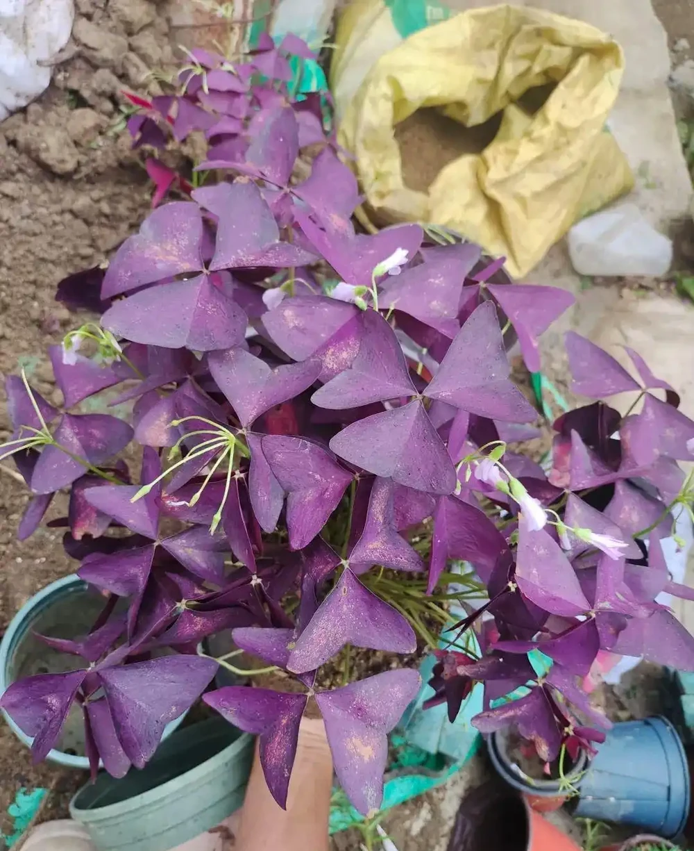 剛買的盆栽枝葉和花朵都蔫了，別急，一招就能恢復